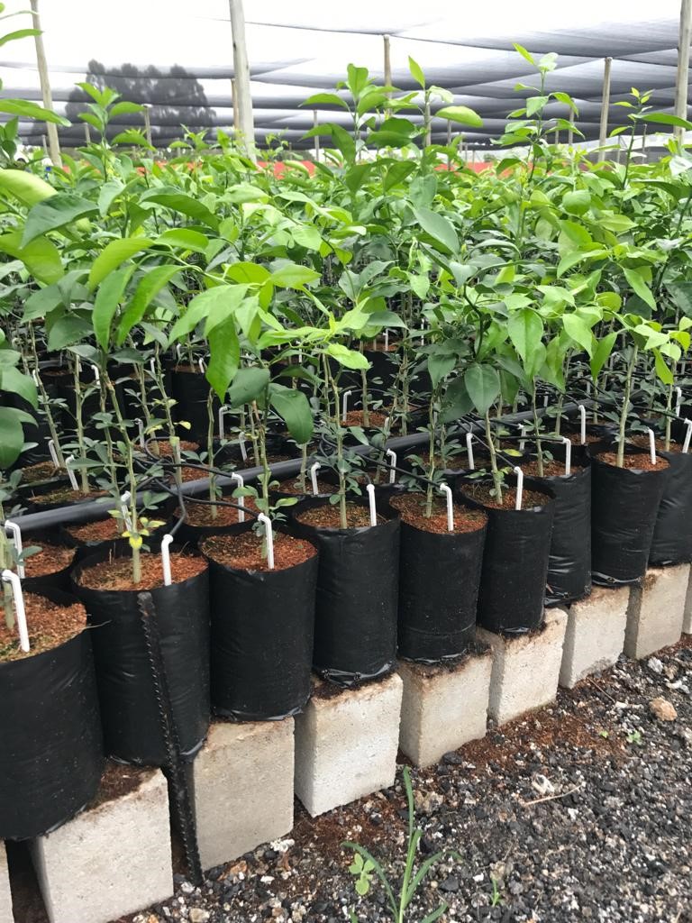 Casmar-Nursery-Bags-3.75-Litre-