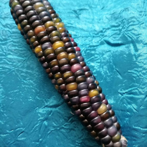 Glass Gem Corn Seedlings.