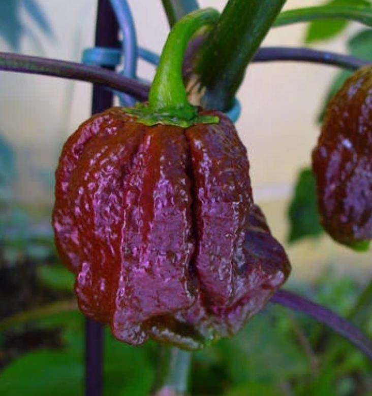 Screenshot 2025-09-30 170922