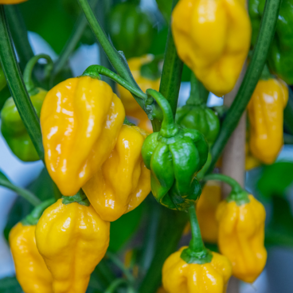 Habanero Golden Giant