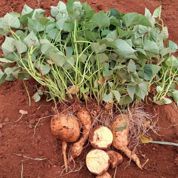 Bophelo Sweet Potato Cuttings x150