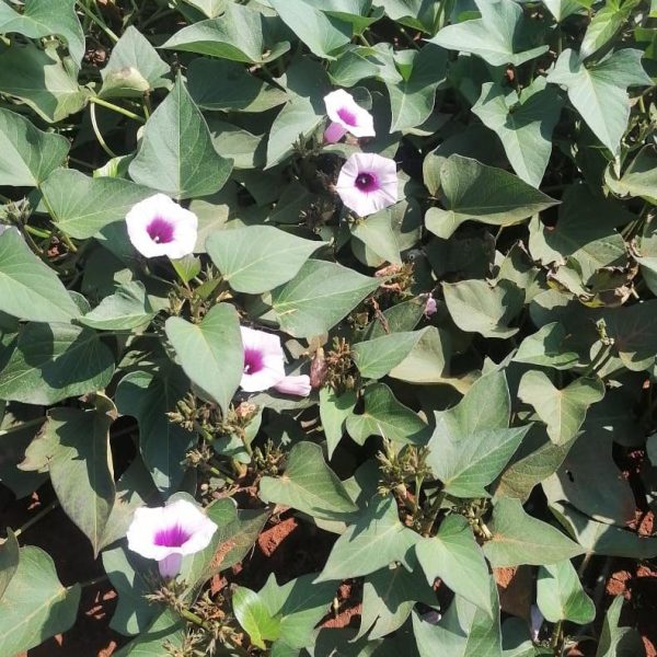 Purple Purple Sweet Potato Runners x60cm