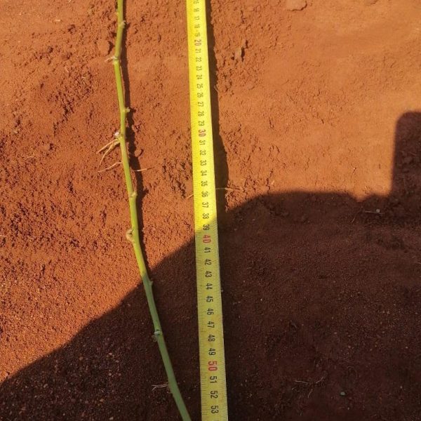 Bophelo Orange Sweet Potato Runners x60cm