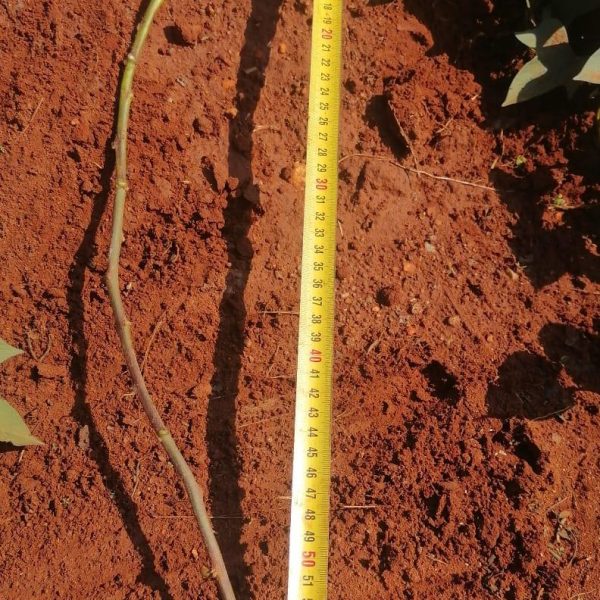 Ribok Sweet Potato Runners x60cm