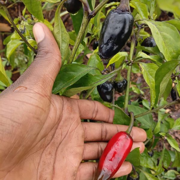 Purple Jalapeño Pods