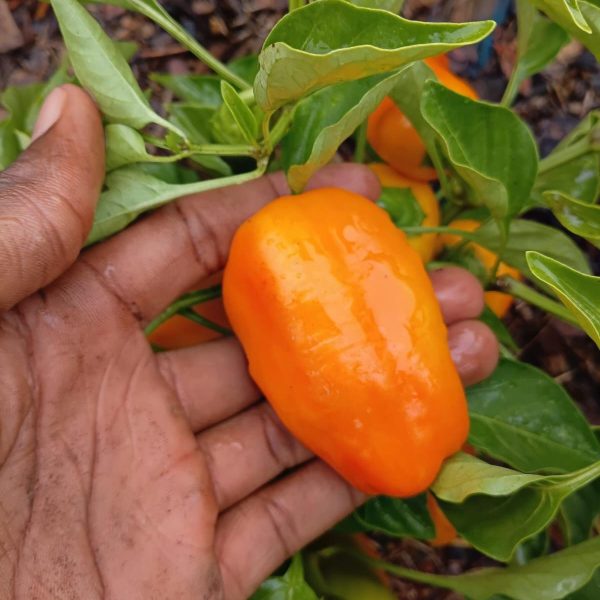 Orange Habanero Fresh Produce Per Kg