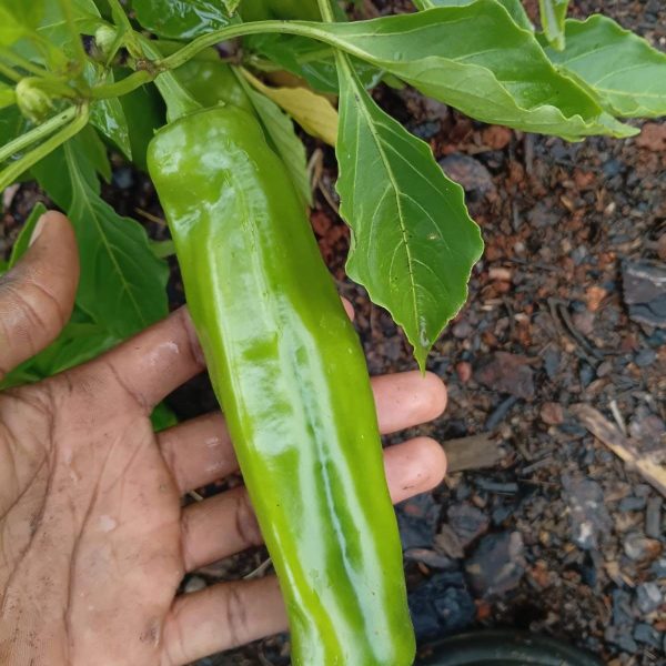 Long Paprika Sold per 200grm