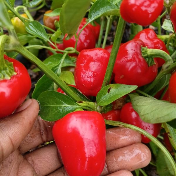 Mini Bell Peppers Fresh Exotic (Red and green)
