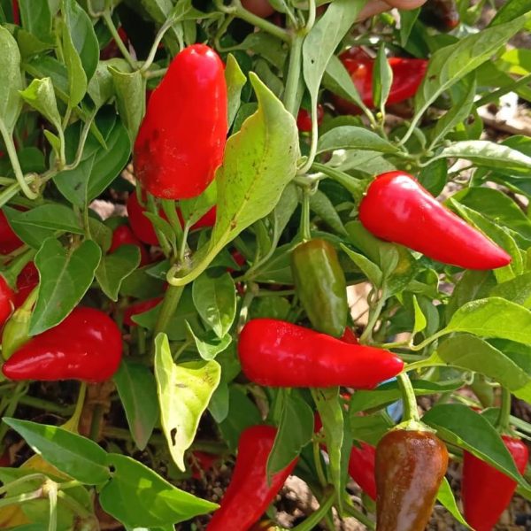 Birds Eye Fresh Produce Chillies