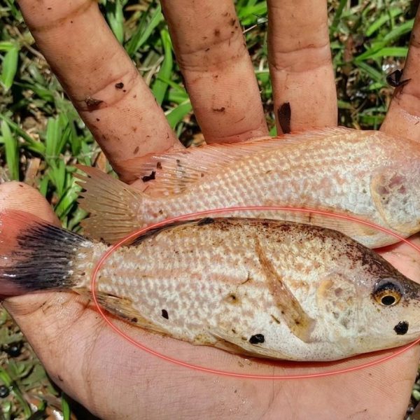 Tilapia Mozambique Fingerlings (Black Tilapia) Fish Farming