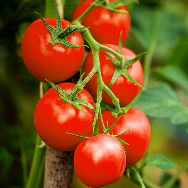 Tomato Money Maker Seed