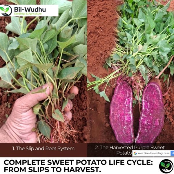 Okinawan Purple Sweet Potato Rooted Cuttings x10
