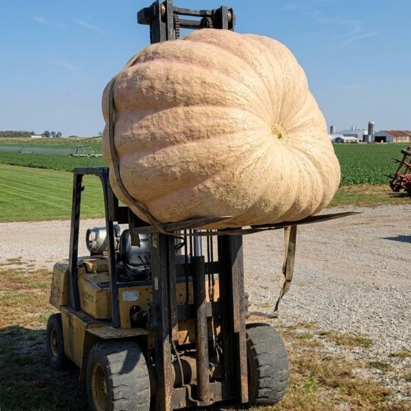 World Largest Pumpkin Variety Seed (1-Ton Cultivar) - super big pumpkin gigantic