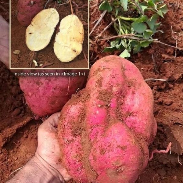 Ribbok Sweet Potato Cuttings X1000
