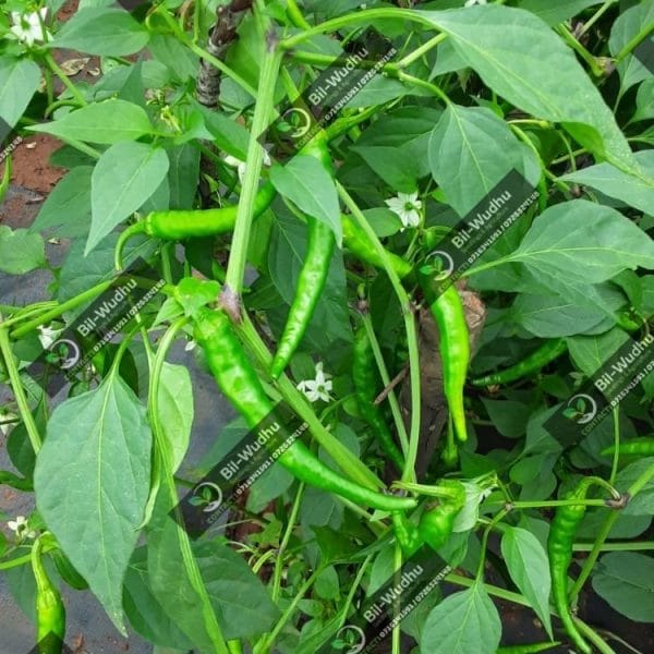 Long slim Cayanne Chilli Seedlings Sold Per 6/200/1000