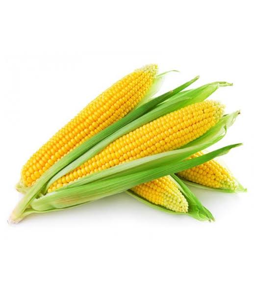 Yellow Corn Seedlings