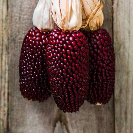 Strawberry Red Corn Seedlings