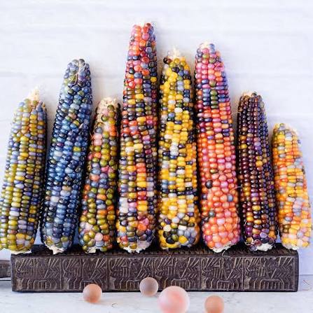Glass Gem Corn Seedlings